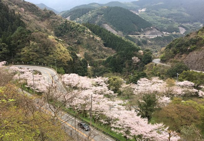 桜の美しい峠道です