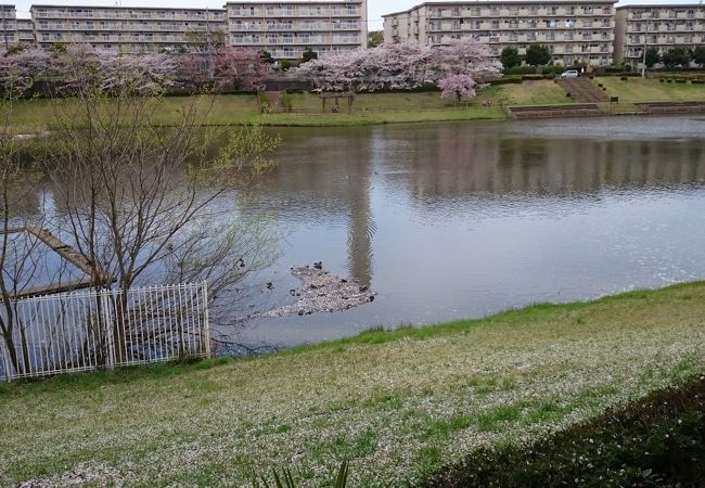 小畔水鳥の郷公園 クチコミ アクセス 営業時間 川越 フォートラベル 小畔水鳥の郷公園 クチコミ アクセス 営業時間 川越 フォートラベル