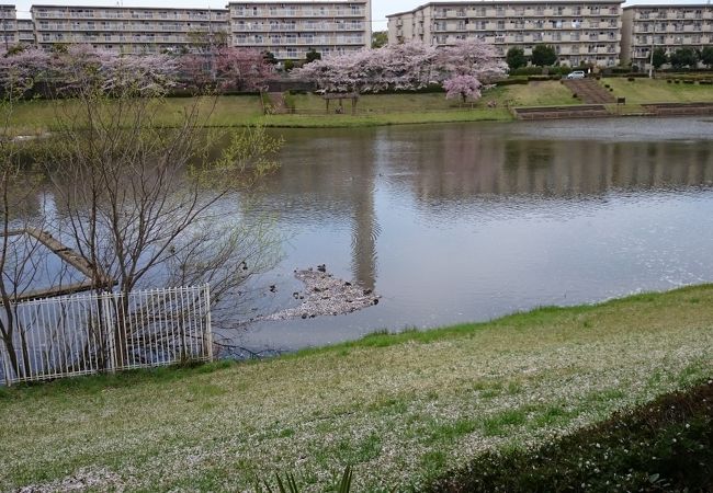 水鳥と桜