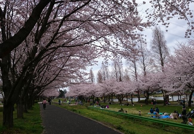 桜が盛りだくさん