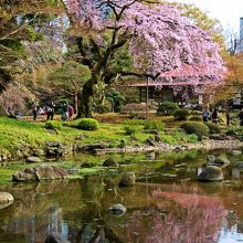 側に映るしだれ桜