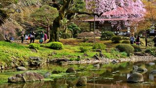 桜の時期、大堰川に映るリフレインが美しい