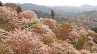 一目千本満開桜