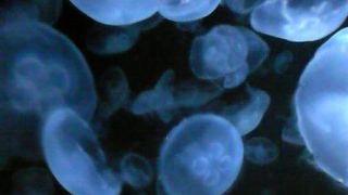 クラゲで復活
