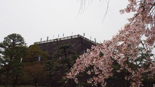石垣と桜のコントラストが素敵☆