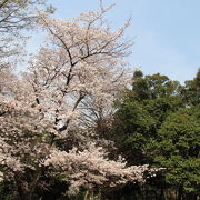 桜の多い中央公園