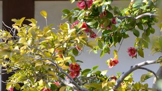 奈良三銘椿のひとつである、「糊こぼし」の場所