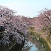 石神井川・桜の咲く頃