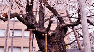 盛岡と言えばの、石割桜2016年は4/16が満開でした。
