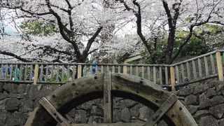王子駅近くの桜の名所