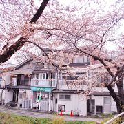 地味ですが、桜の季節の散歩には良いです。