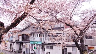 地味ですが、桜の季節の散歩には良いです。