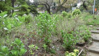 6月になれば相当きれいなのでしょう