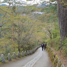 奥千本からは坂道を登ります。ちょっと振り返って見ました。