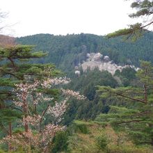 高台から奥千本を眺める。山の中腹が白っぽく見えます。