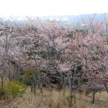 展望台のすぐ下。