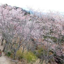 展望台の下には遊歩道があります。このあとこちらの道を歩きまし