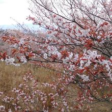 遊歩道の側に咲いている桜