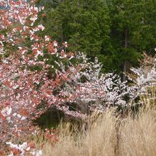 遊歩道の側に咲いている桜。白っぽいのもありました。