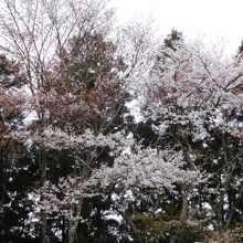 展望台の側の桜