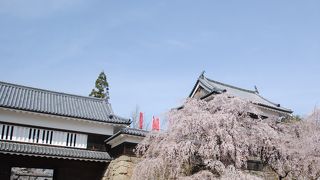 満開の桜がお濠の廻りに咲き乱れていました。