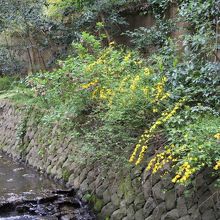 谷沢川沿いに咲く山吹