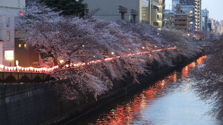 目黒新橋で夜桜見物