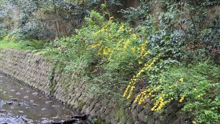 等々力渓谷の春