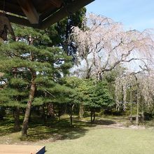 座敷からの庭の眺望