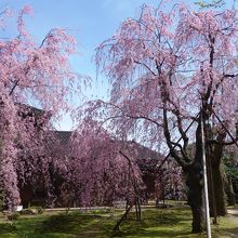 しだれ桜がちょうど見ごろ