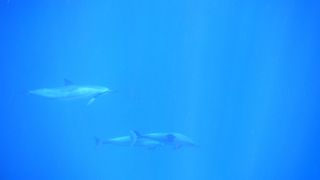 イルカ大学最高！