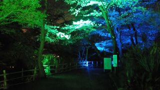 桜が綺麗でした