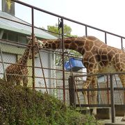 今ならキリンの子供が見られます。