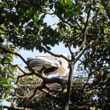コウノトリの巣