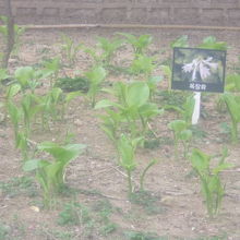 これから咲くお花も多数見られました