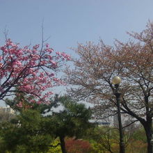 4月中頃、八重桜とソメイヨシノ、両方の桜が見られました