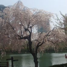 東湖畔に名残惜し気に見事に咲いていた枝垂桜の様子