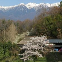 茅葺と桜のあるアルプスの風景