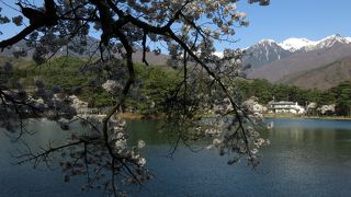 池の周りの桜がアルプスを飾っていました