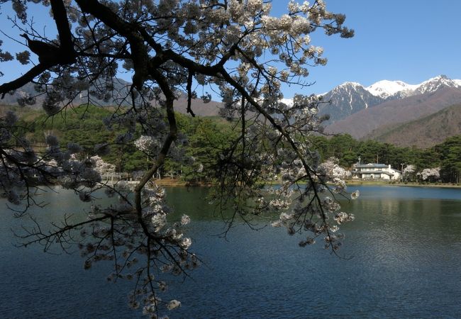 池の周りの桜がアルプスを飾っていました