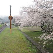 桜とローカル駅が静かに佇んでいました