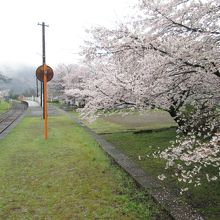 春雨に煙る桜と駅舎