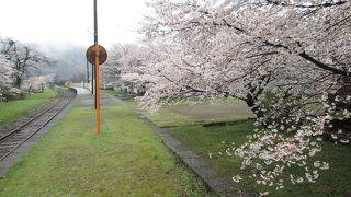桜とローカル駅が静かに佇んでいました