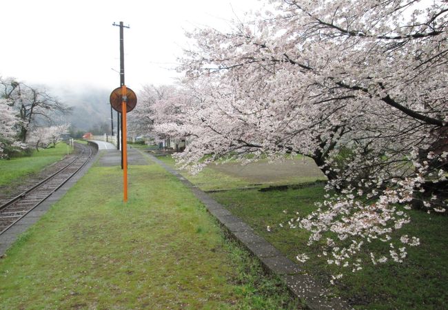 桜とローカル駅が静かに佇んでいました