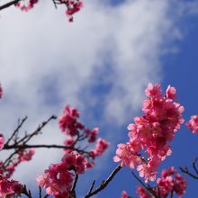見晴らし台に綺麗な桜が咲いてました♪