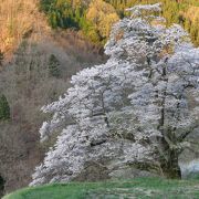 朝日に輝いていました