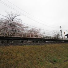 春雨と桜と無人駅と