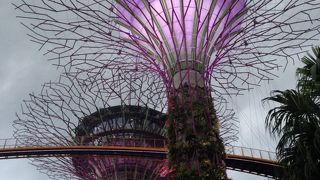 綺麗な巨大ツリー