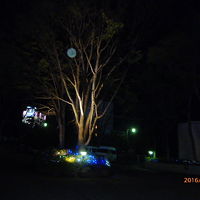 夜のプールサイドもなかなかムーディーですぞ！