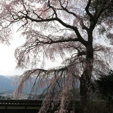 桜とアルプス